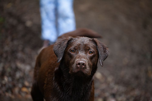 Portrait einer braunen Labrador Retriever Hündin im Wald - vorher-nachher- Hundefotografie Bremen