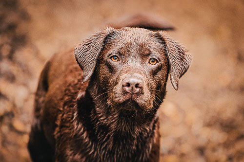 Portrait einer braunen Labrador Retriever Hündin im Wald - Hundefotografie Bremen