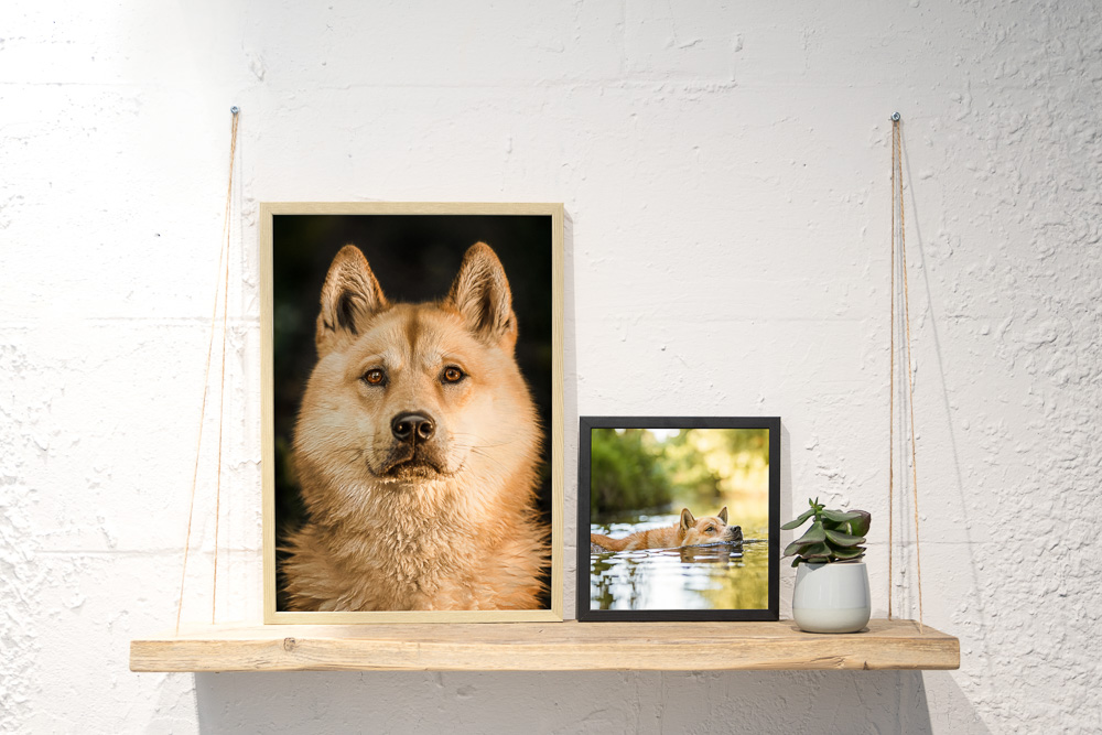 Zwei Hundefotos im Holzrahmen auf einem Regal - Wandbild Tier