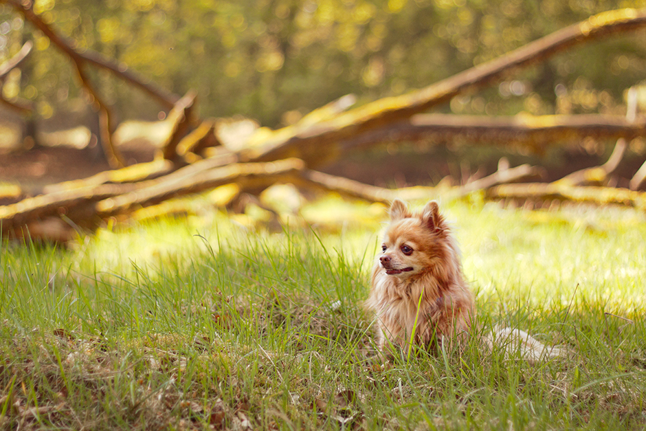Foto eines Chihuahuas auf einer Wiese mit Baumstämmen im Hintergrund
